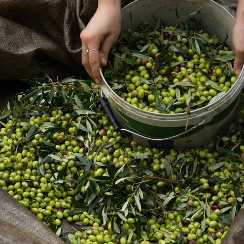 Extra Virgin Olive Oil